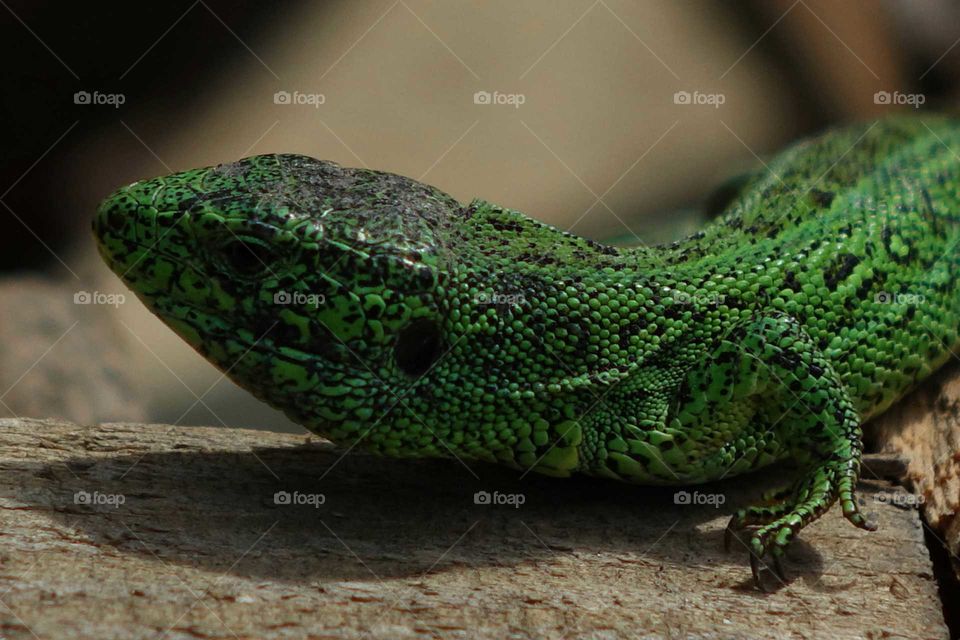 Lizard from my garden