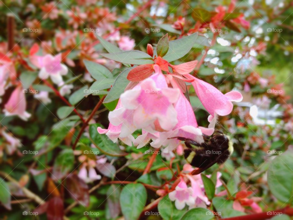 I had to trim this hedge but it was so completely covered in bees that I just watched them instead. 