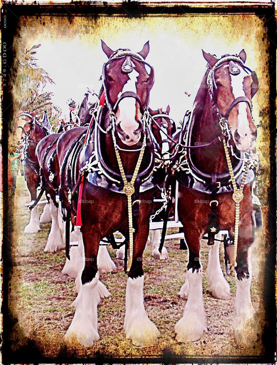 Vintage photograph of magnificent Clydesdale horses. 