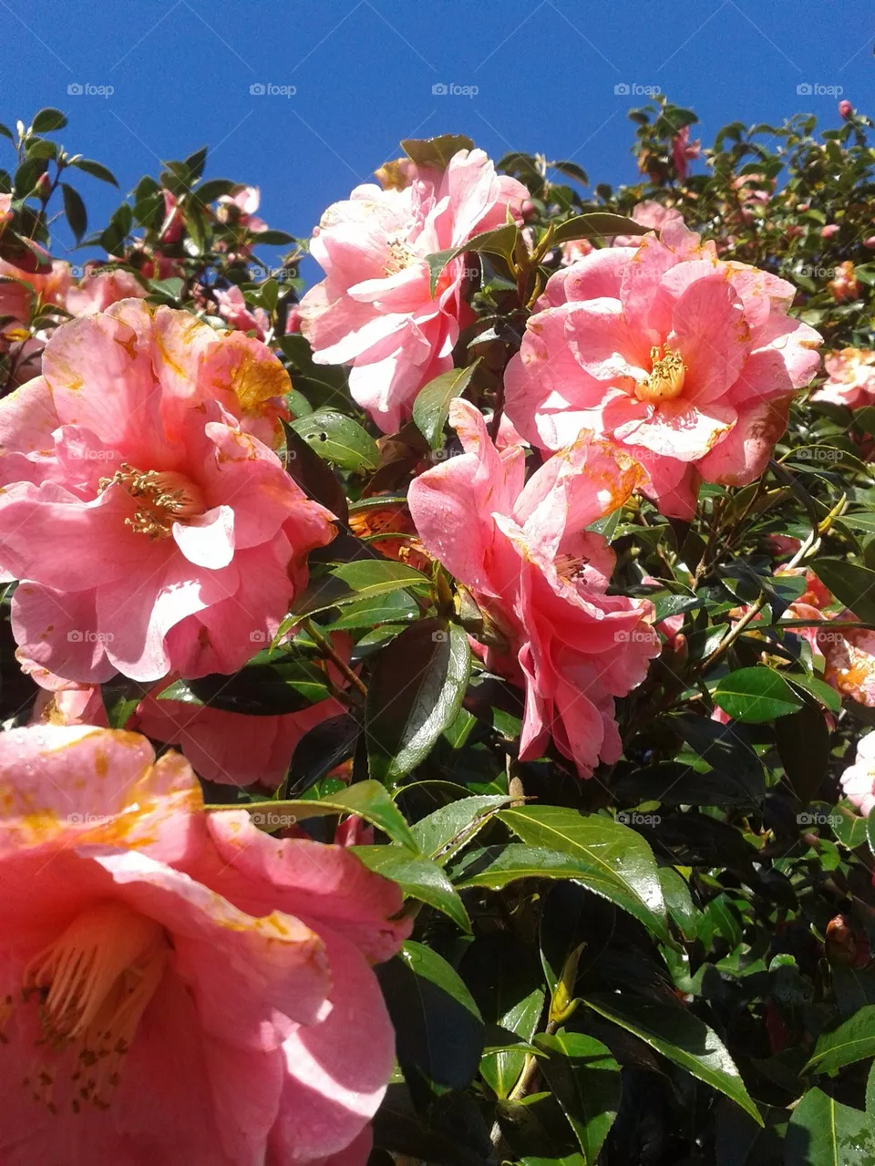 flowers