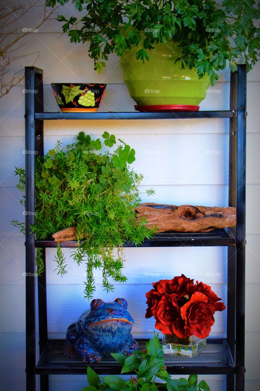 Plants in shelf