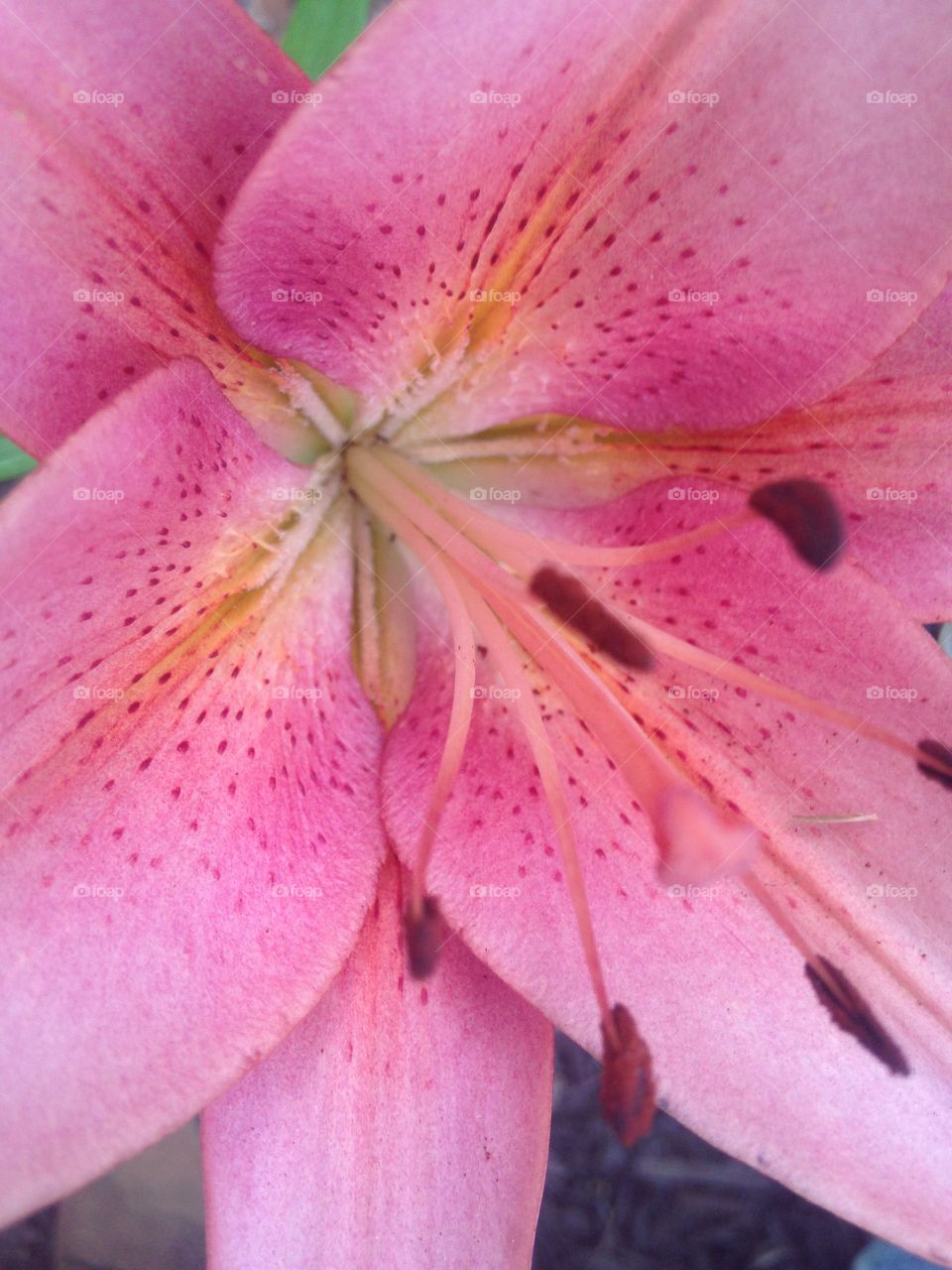 Lily. Inside a lily