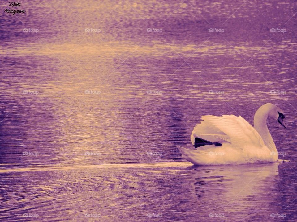 Swan 