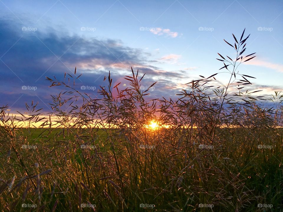 Grassy sunset shadows 