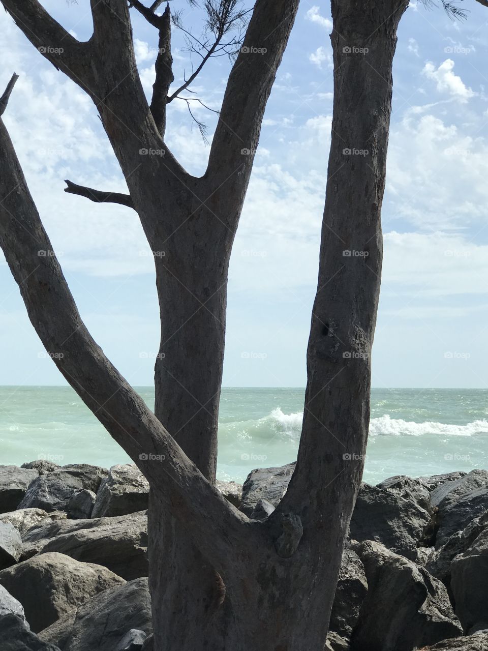 Tree at the beach park 