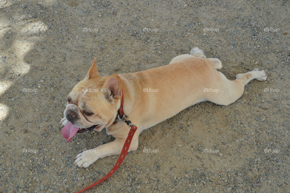 How A Dog Copes With Heath