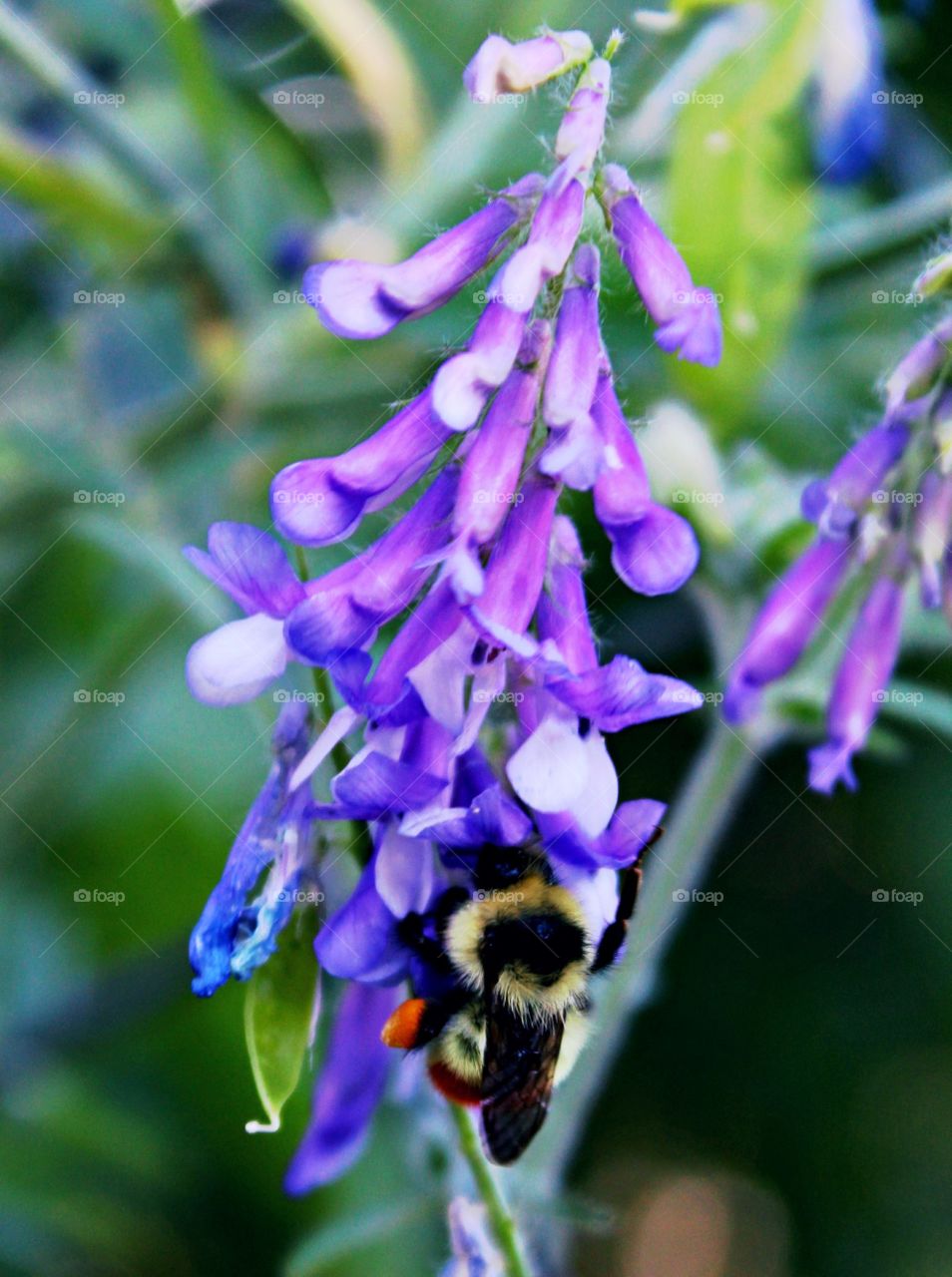Vicia Villosa visited by a local Bumblebee