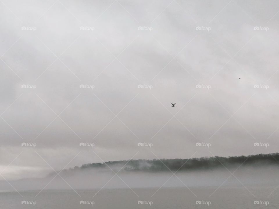 Foggy weather flying bird