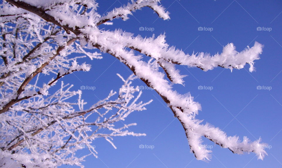 Winter branches and blue sky