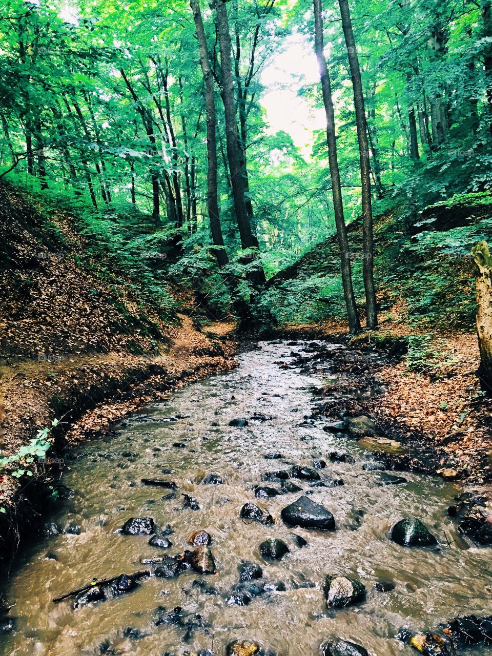 View of river in forest