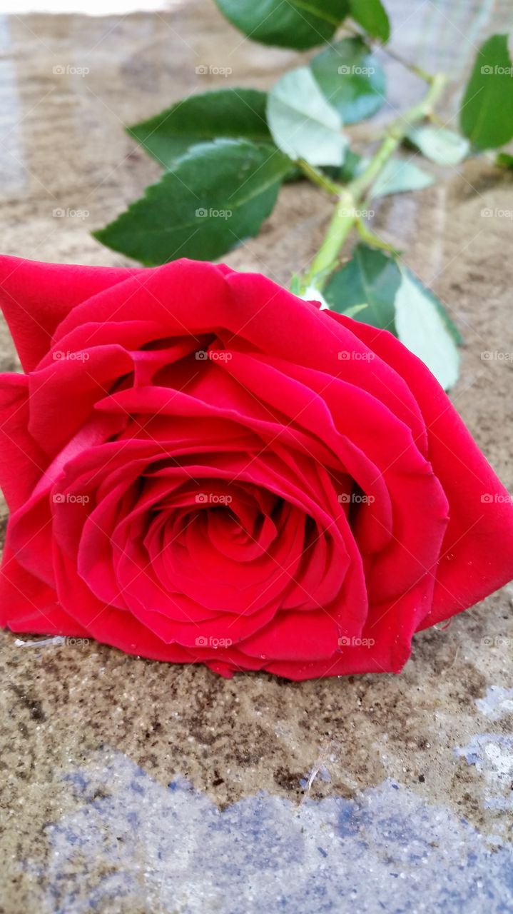 lush red rose in a puddle
