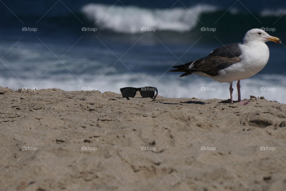 Sunglasses and Seagull