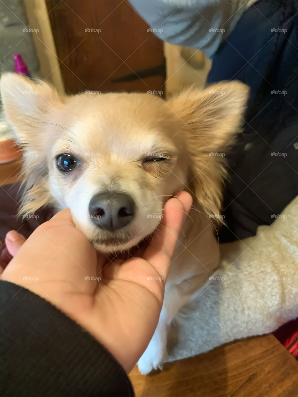 Winking chihuahua loving hands 