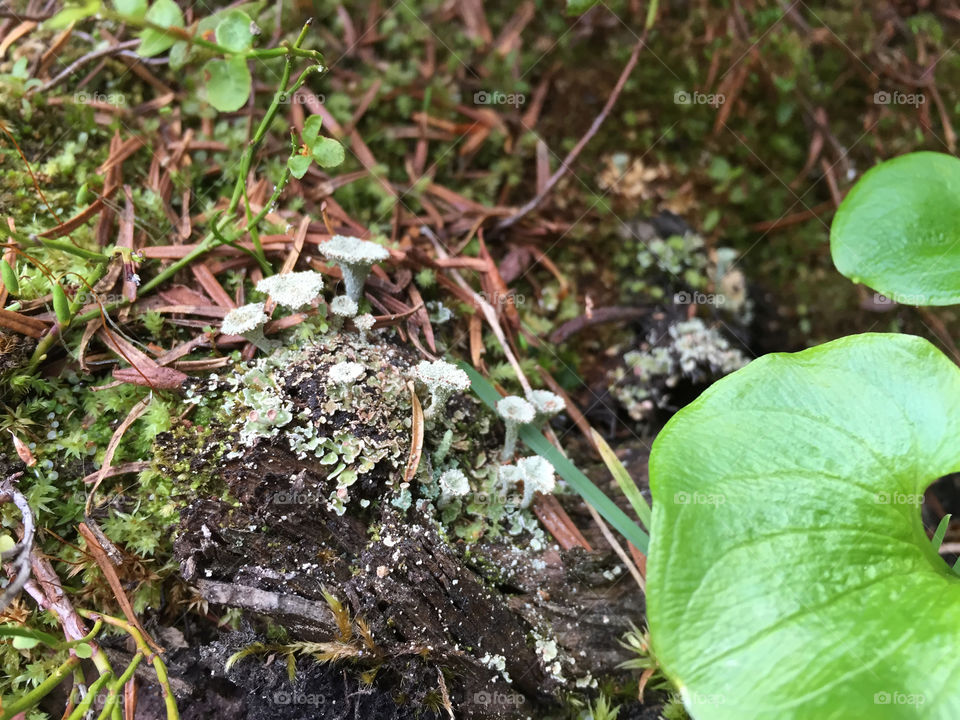 Little sprigs of fungi emerge from the ground