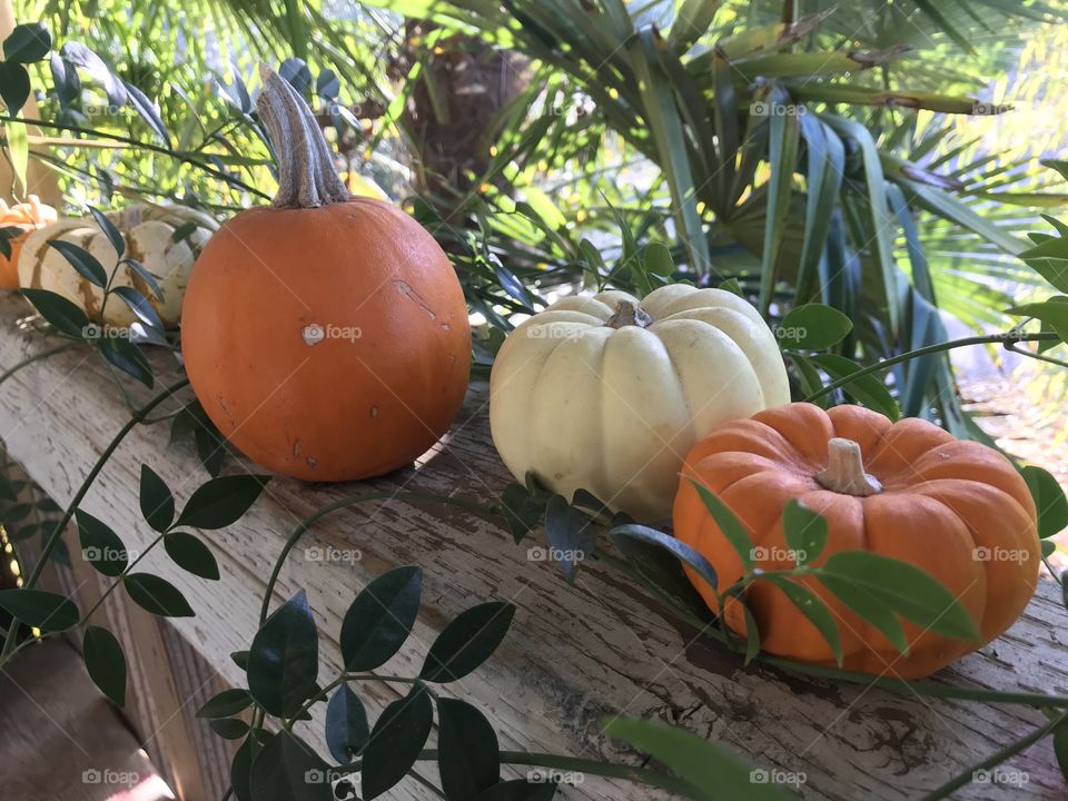 Personal pumpkin patch