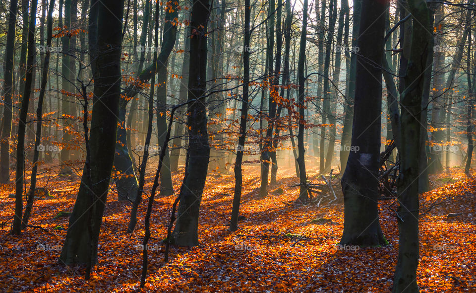 Autumn Forest In The Morning Stock Photo