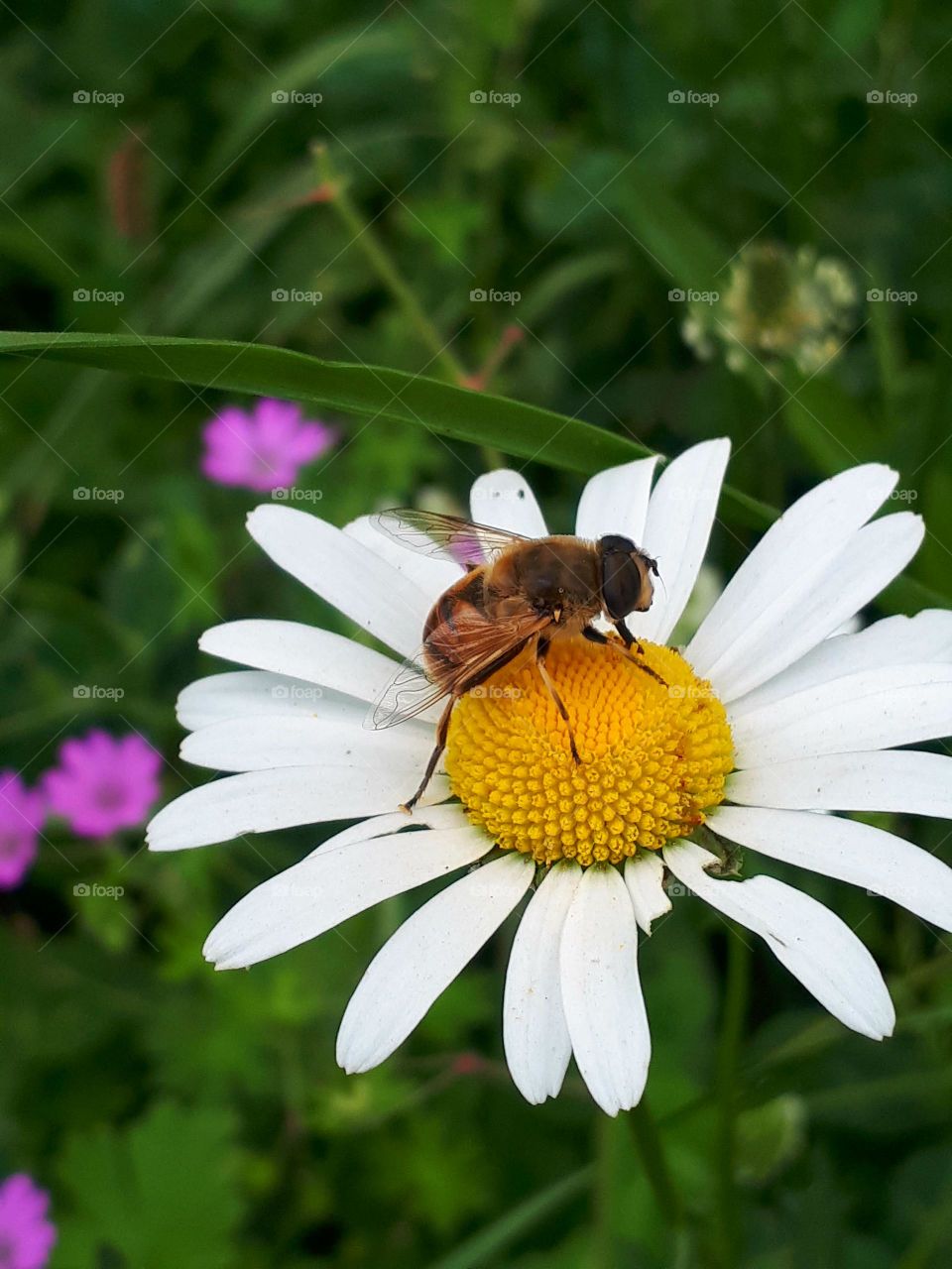 Bumblebee on a chamomile flower