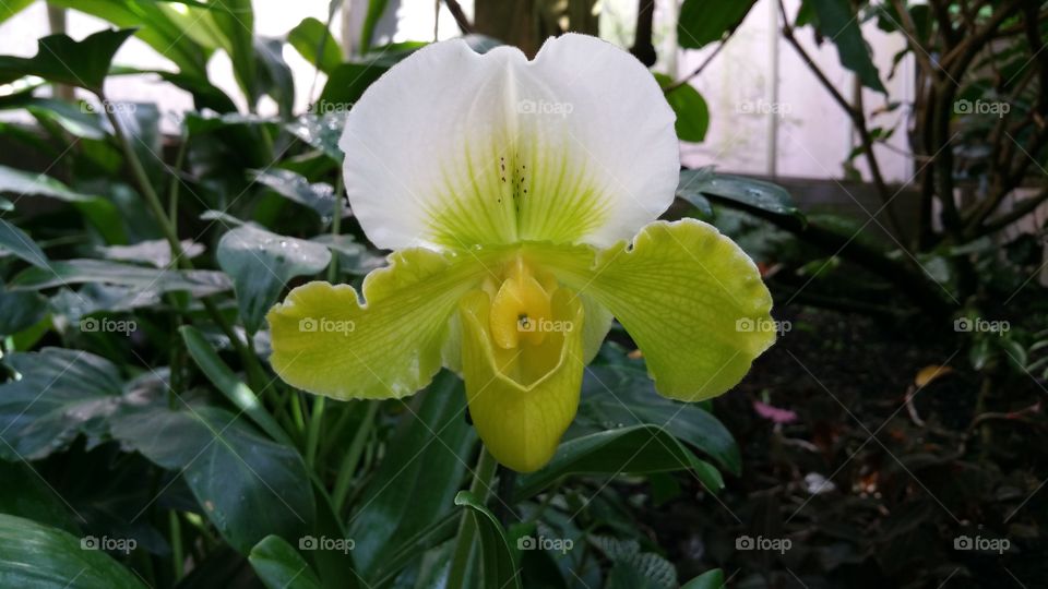 Paphilopedilum Orchid