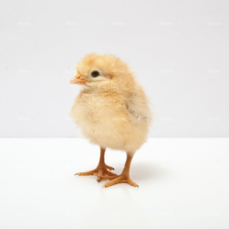 Chick