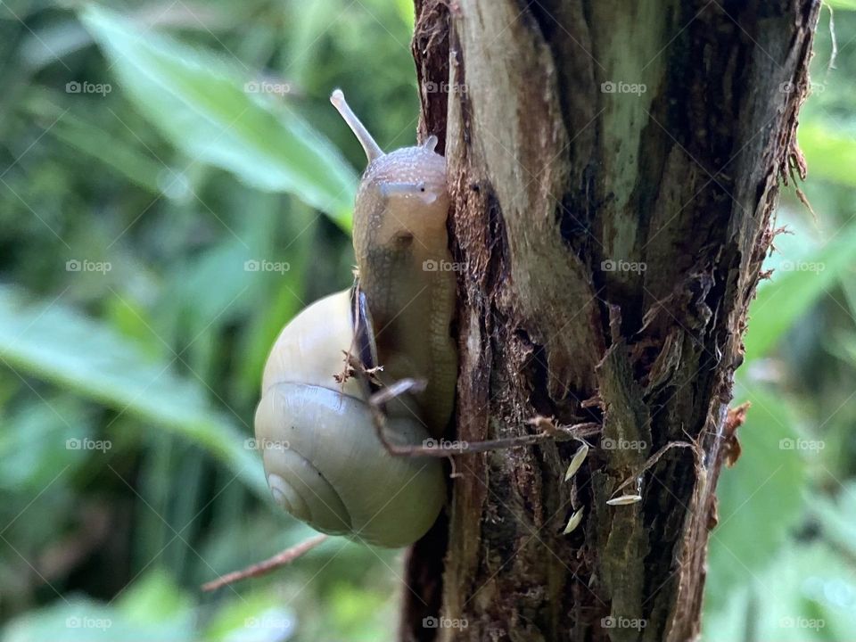 Snail
