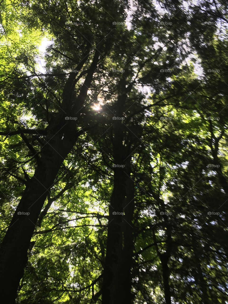 Wood, Tree, Leaf, Landscape, Nature