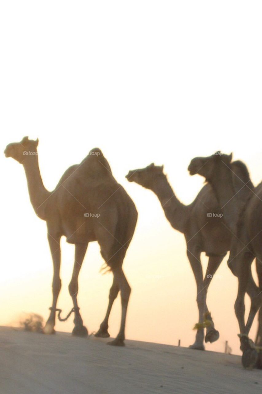 Dubai camels