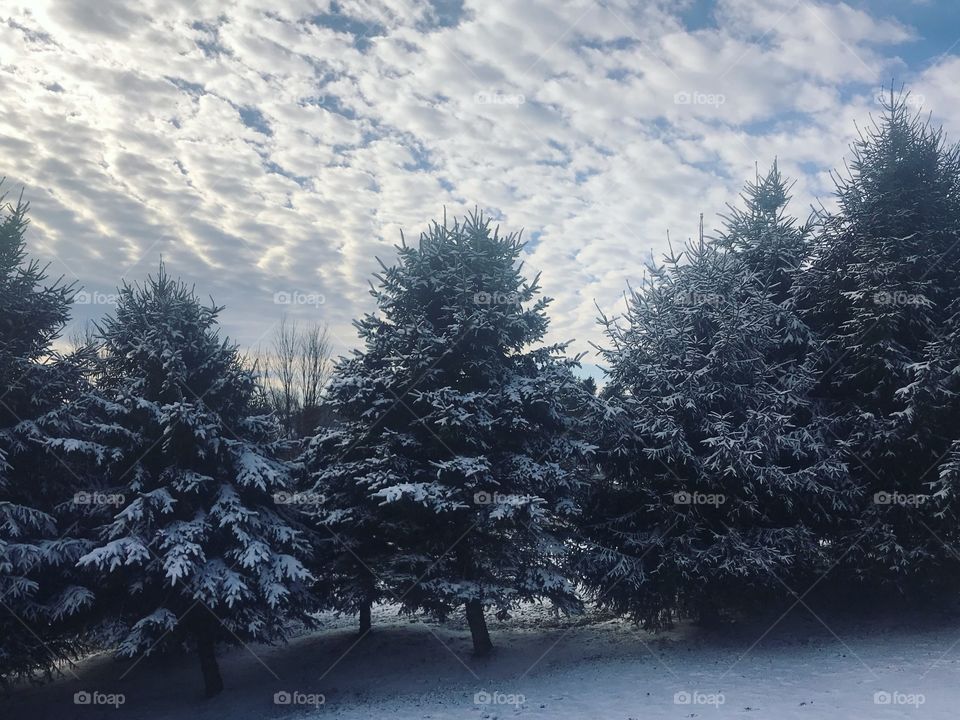 A gorgeous winter morning with pine trees flocked with freshly fallen snow against the background of a blue cloud-filled sky. 