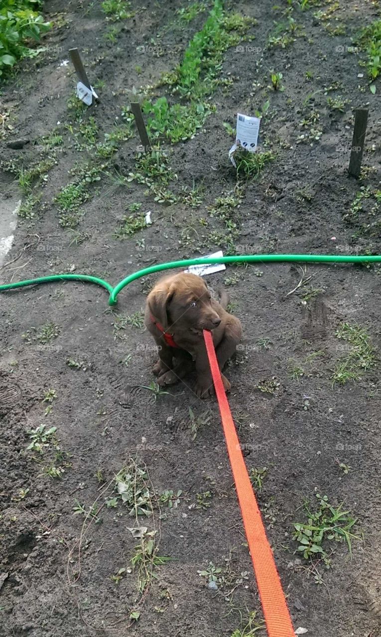 puppy tugging on his leash in a garden