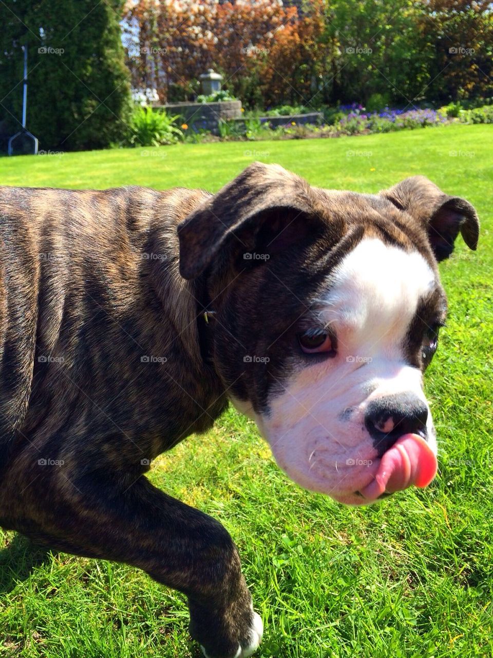 Old english bulldog puppy