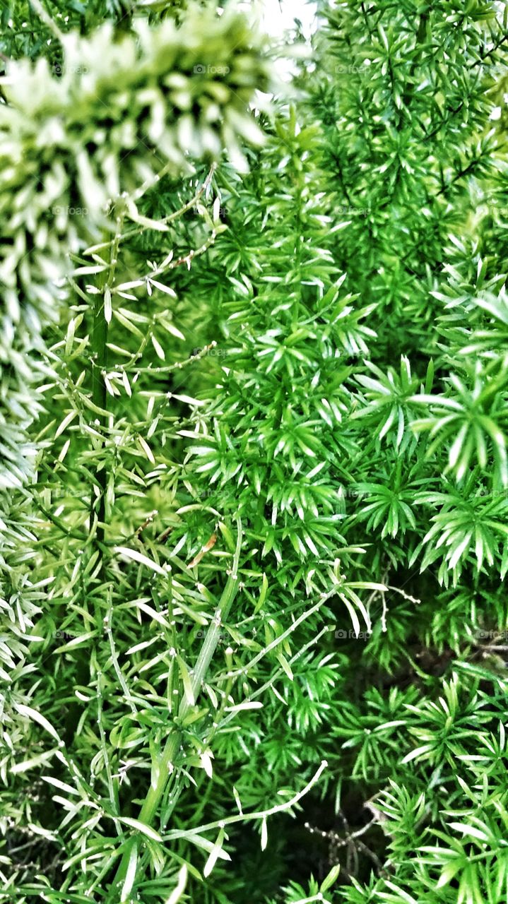 Tree Plant. found a plant that has little trees