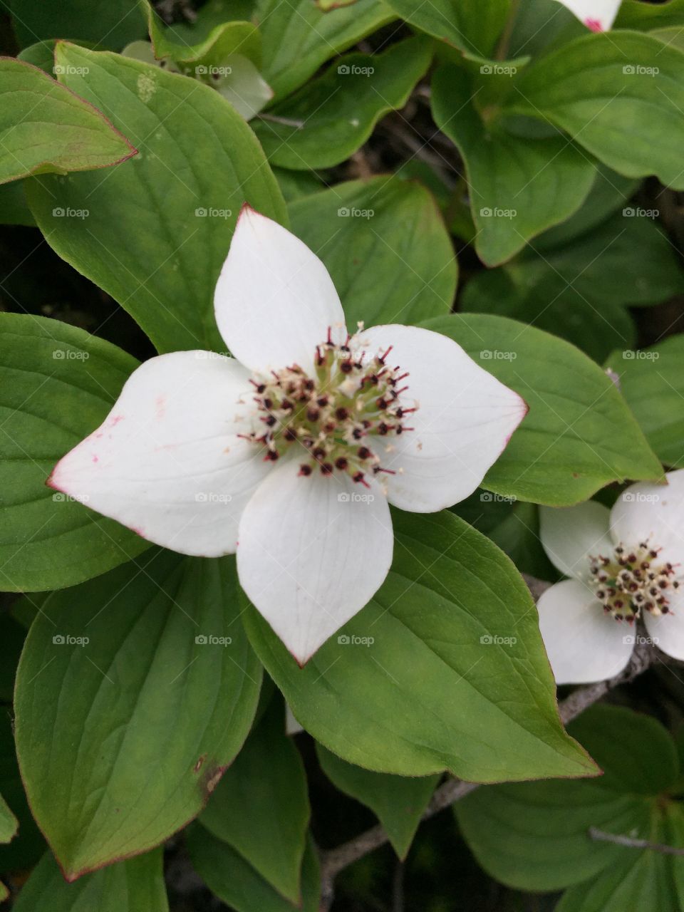 Blooming white flower with red tips on leaves 