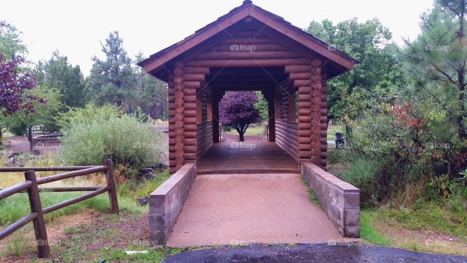 Tree framed by bridge