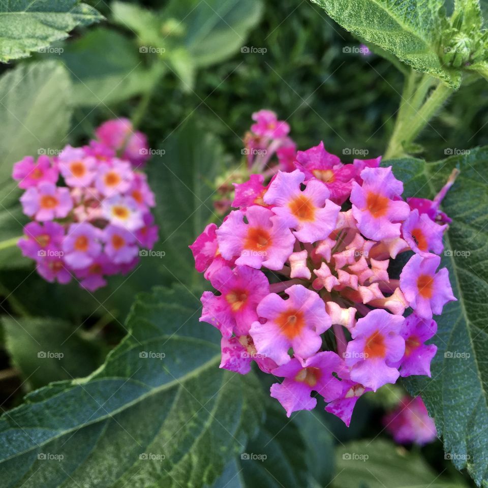 🌹 🇺🇸 Very beautiful flowers to brighten our day.  Live nature and its beauty. Did you like the delicate petals? / 🇧🇷 Flores muito bonitas para alegrar nosso dia. Viva a natureza e sua beleza. Gostaram das pétalas delicadas? 