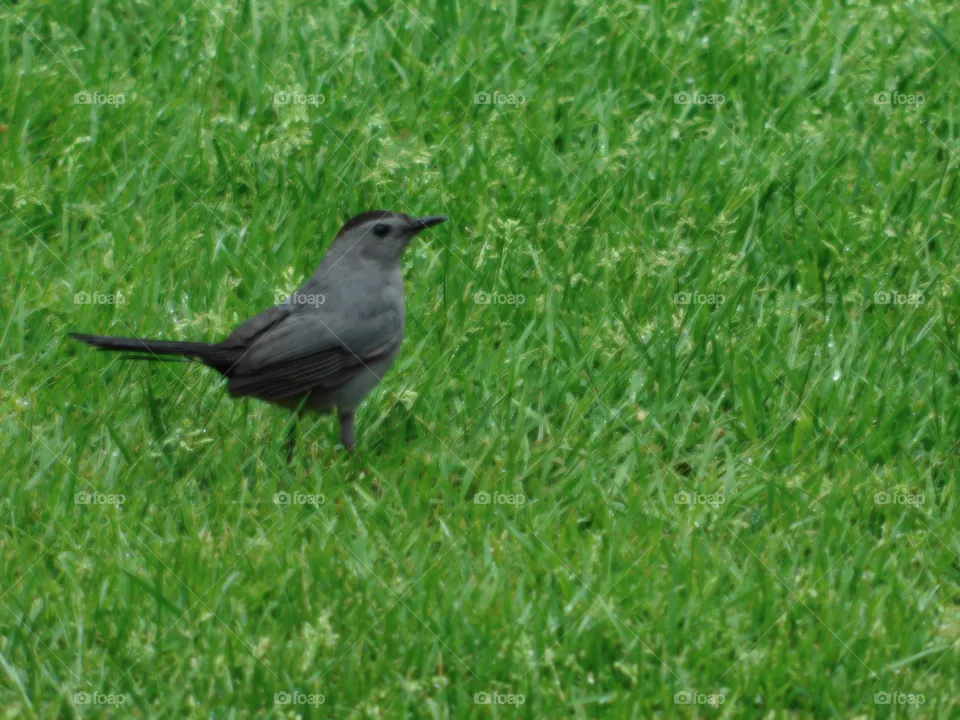 Northeastern Gray Catbird