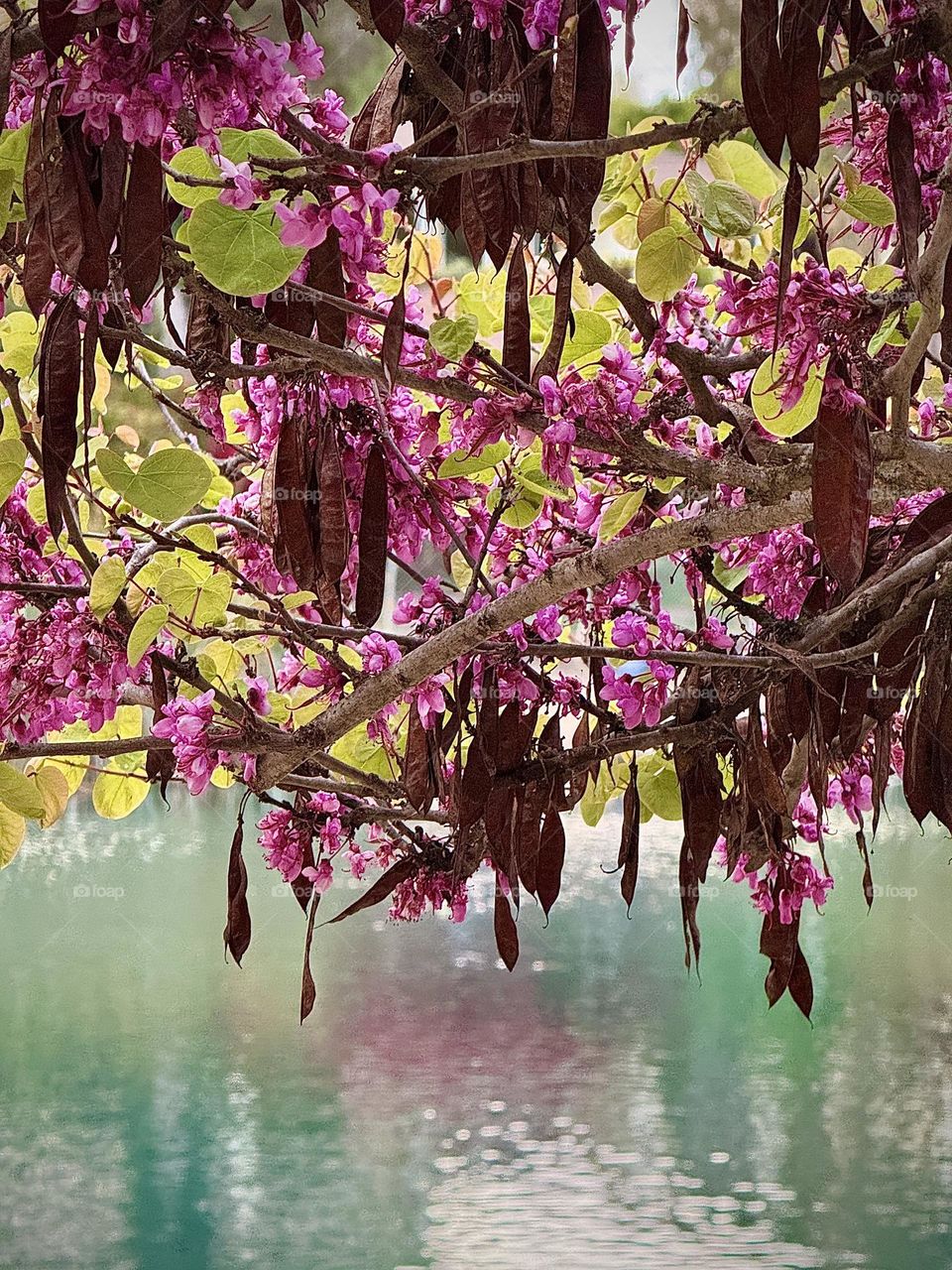 Springtime Redbud in Bloom