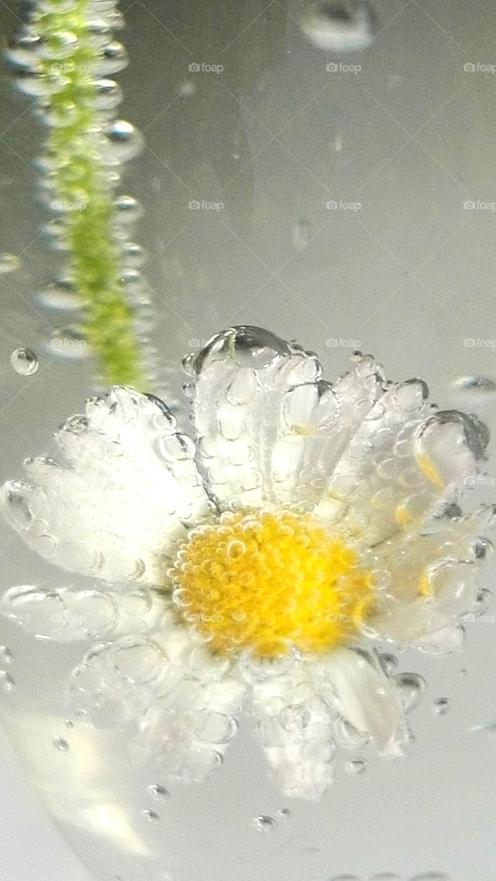 macro photography