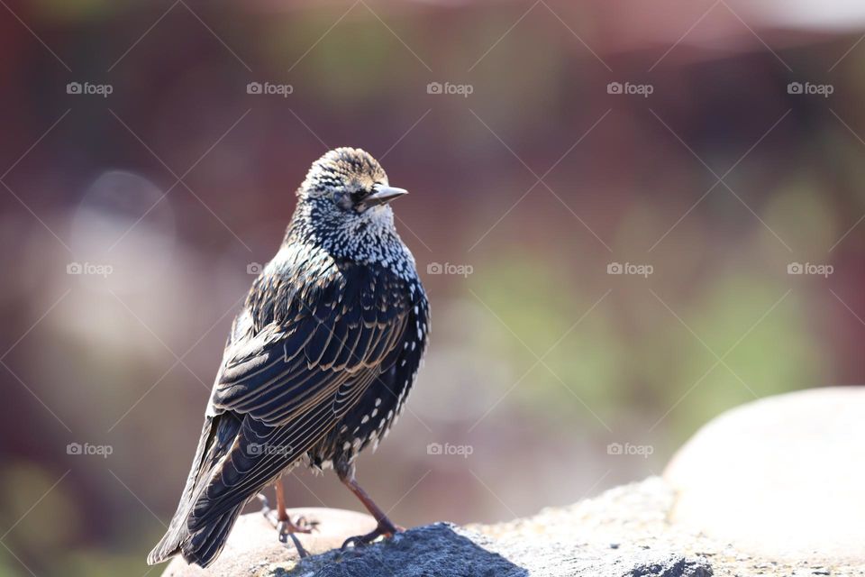 beautiful bird walking