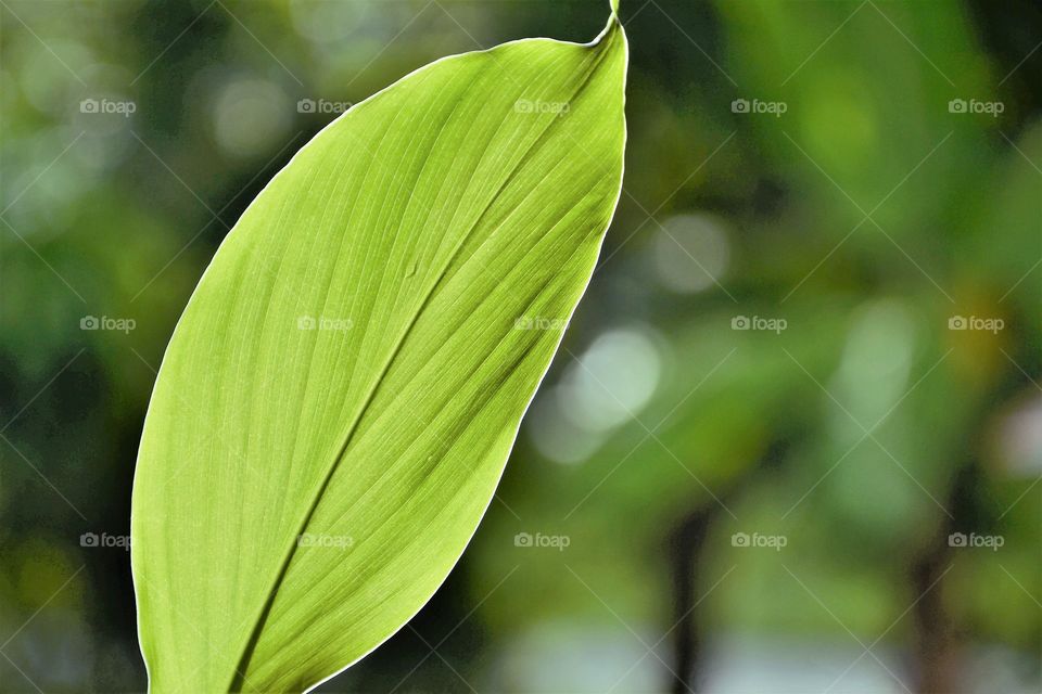 leaf
