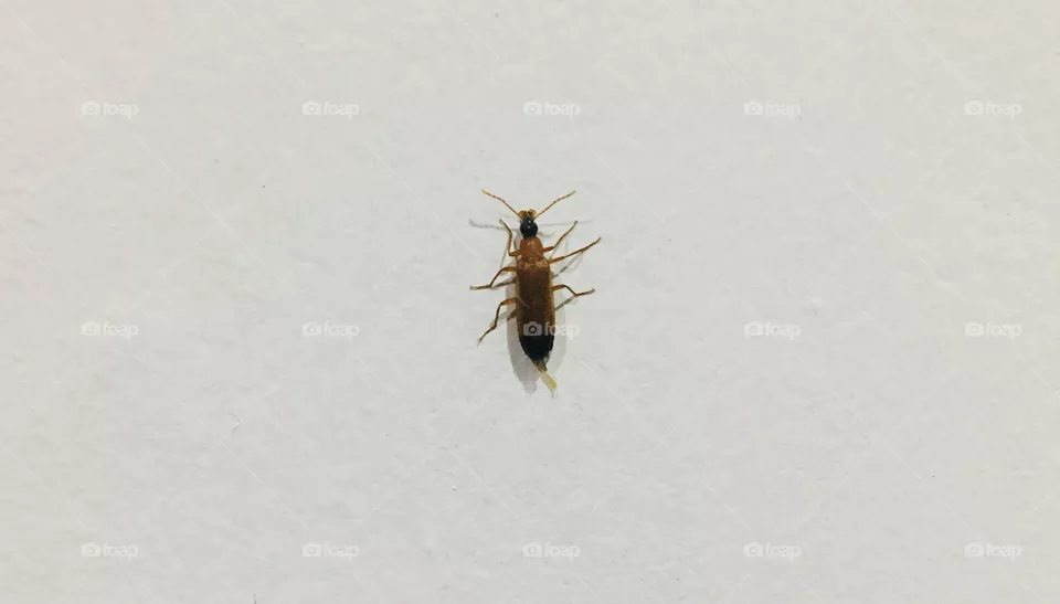 Insects 
