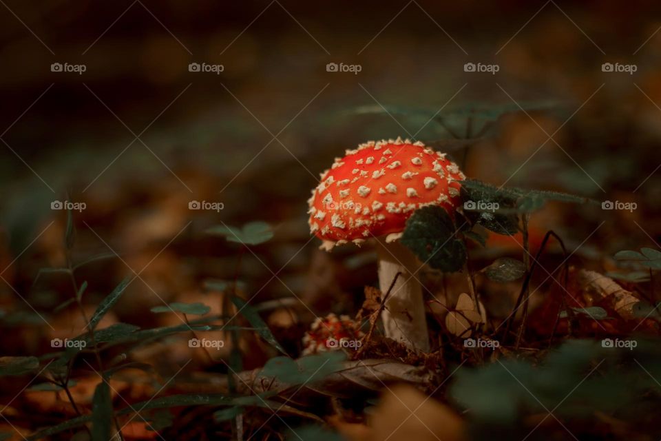 Red am Amanita mushrooms in autumn forest 