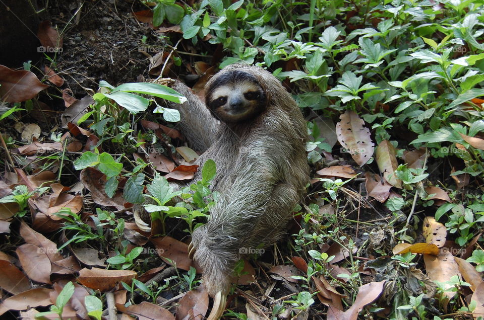 beautiful Sloth