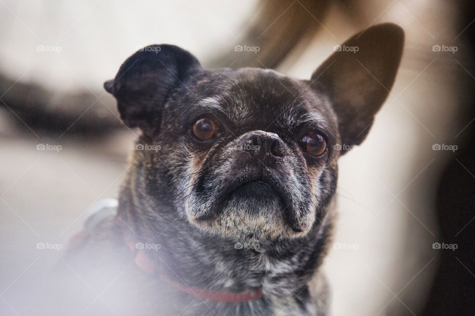 Dog, Portrait, Cute, Pet, Animal