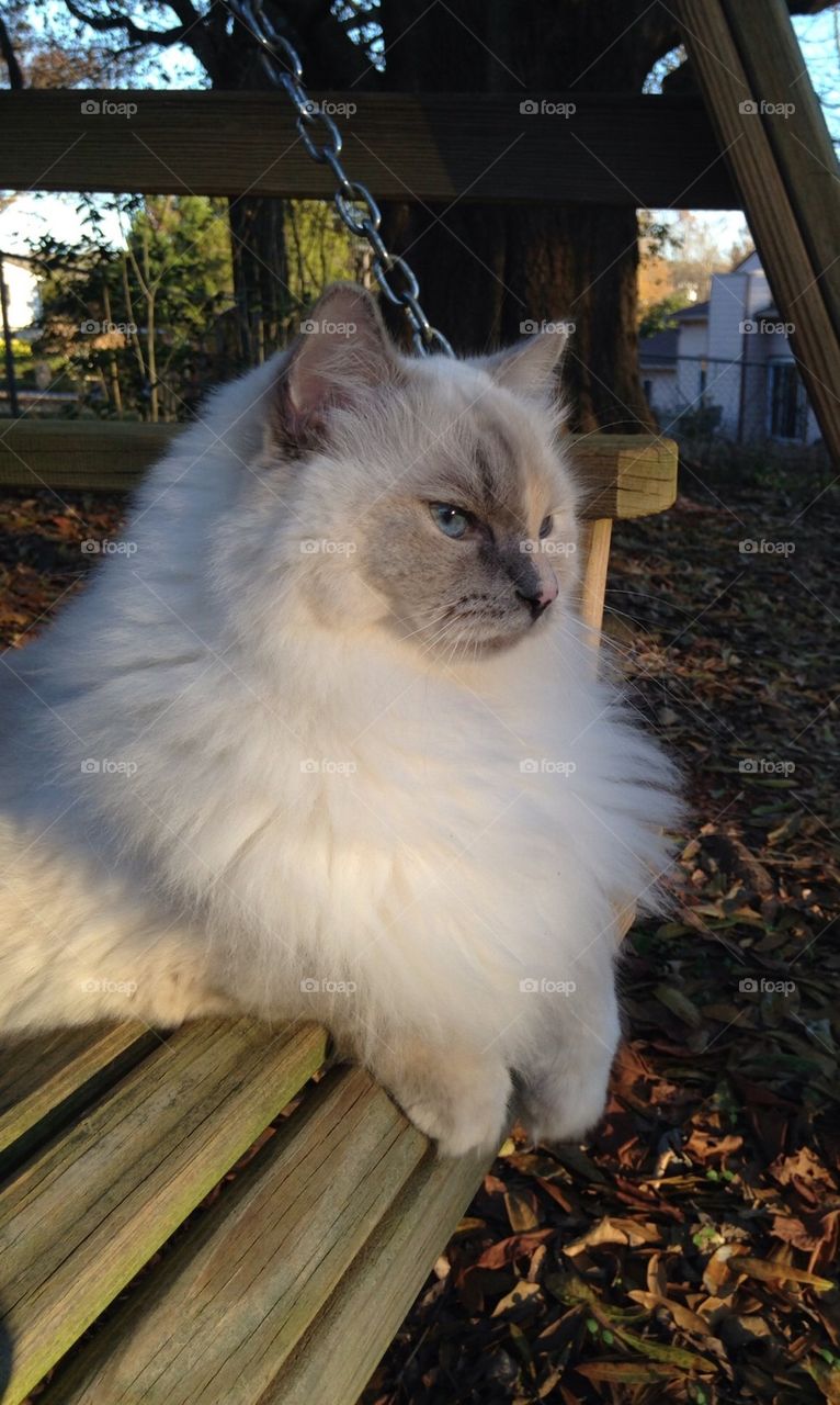 Cat in the evening sun