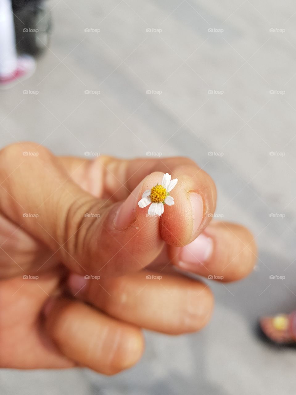 flor amarillo