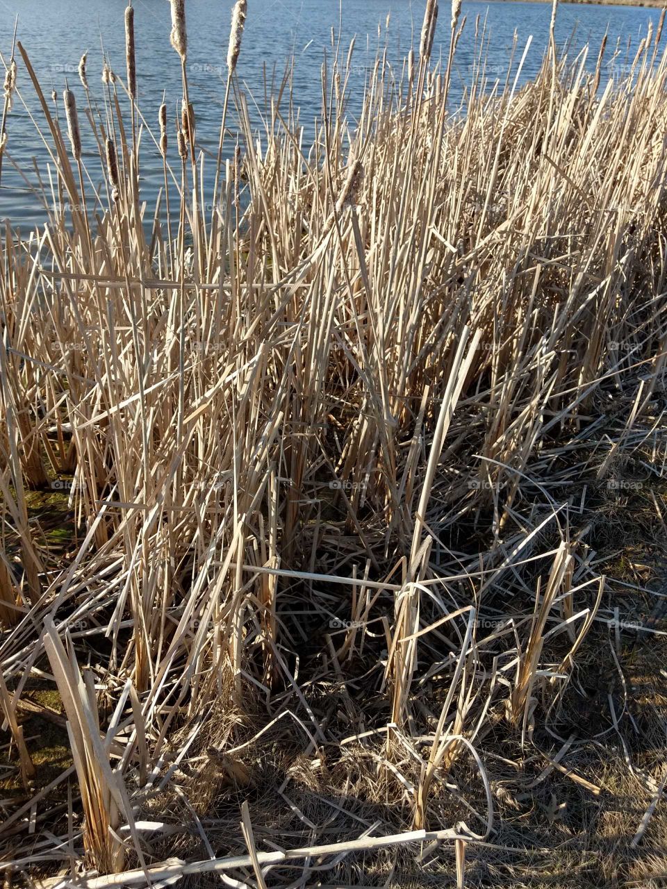 cattails