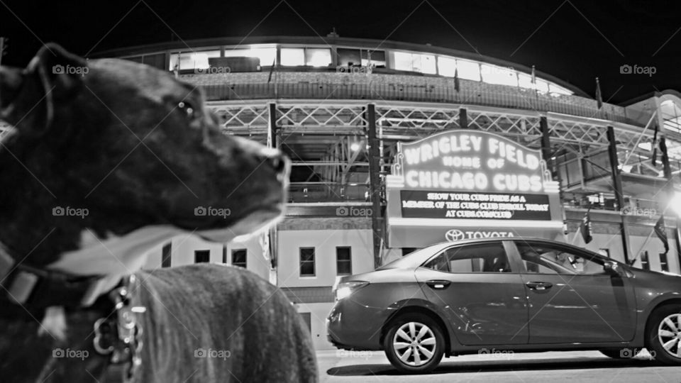 Chicago Cubs Stadium with my Cub