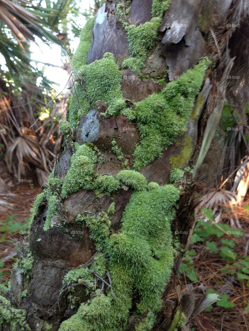Green moss on tree