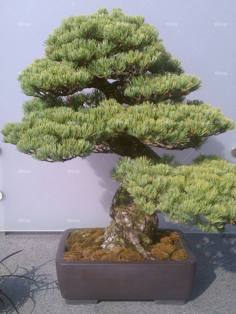 bonsai tree