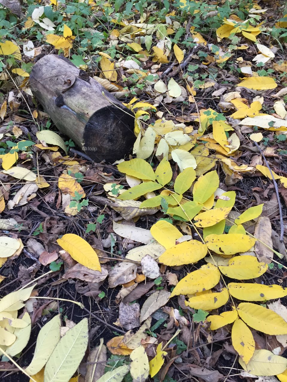 Autumn. October. Falling leaf 