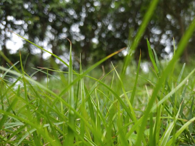 Green Nature
